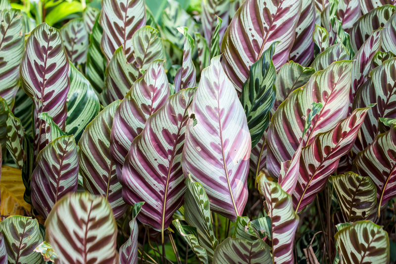 garden design Garden