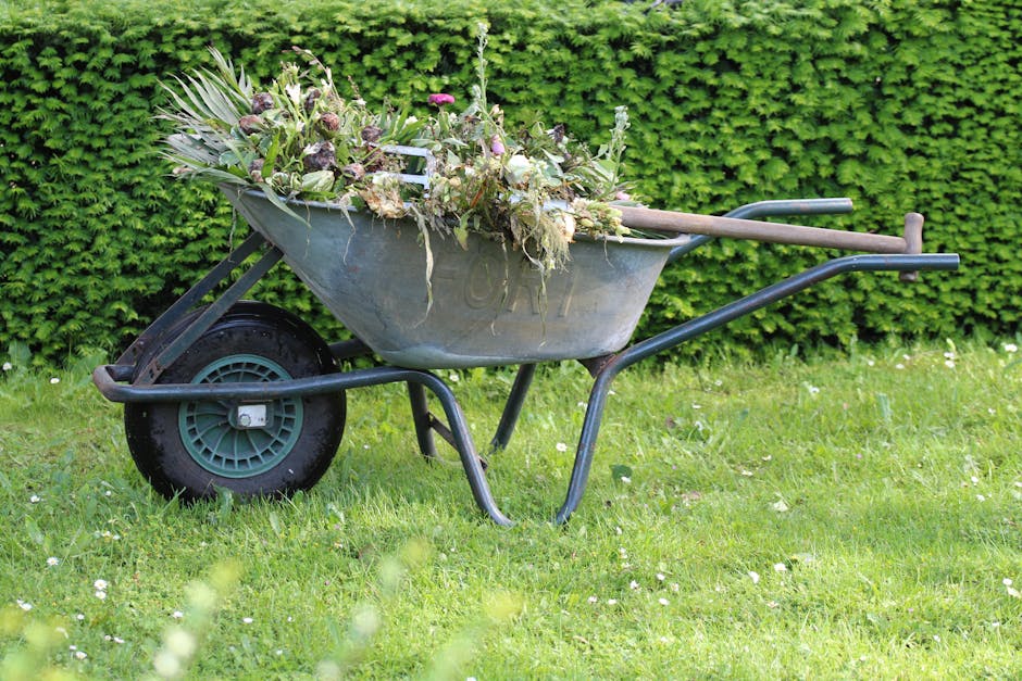 A metal wheelbarrow filled with garden waste, including wilted and cut flowers, leaves, and plant stems, is positioned on a well-kept grassy lawn. The wheelbarrow has a black frame with a single green
