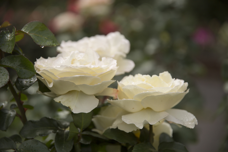 garden design Garden