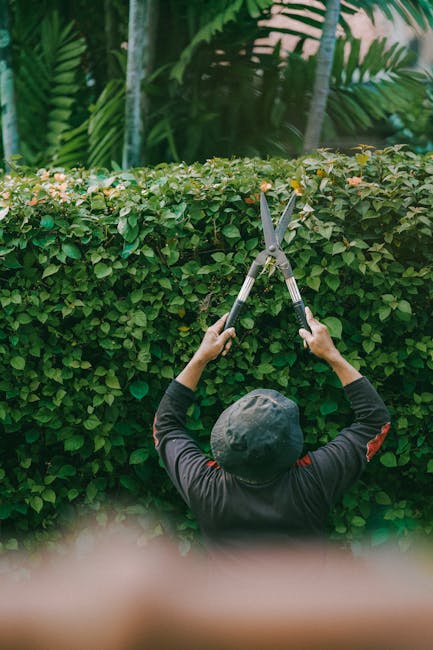 A gardener from Gardeners Old Coulsdon is shown trimming a well-maintained hedge in a lush garden setting. The gardener, wearing a black cap and dark long-sleeved clothing, is using a pair of silver h