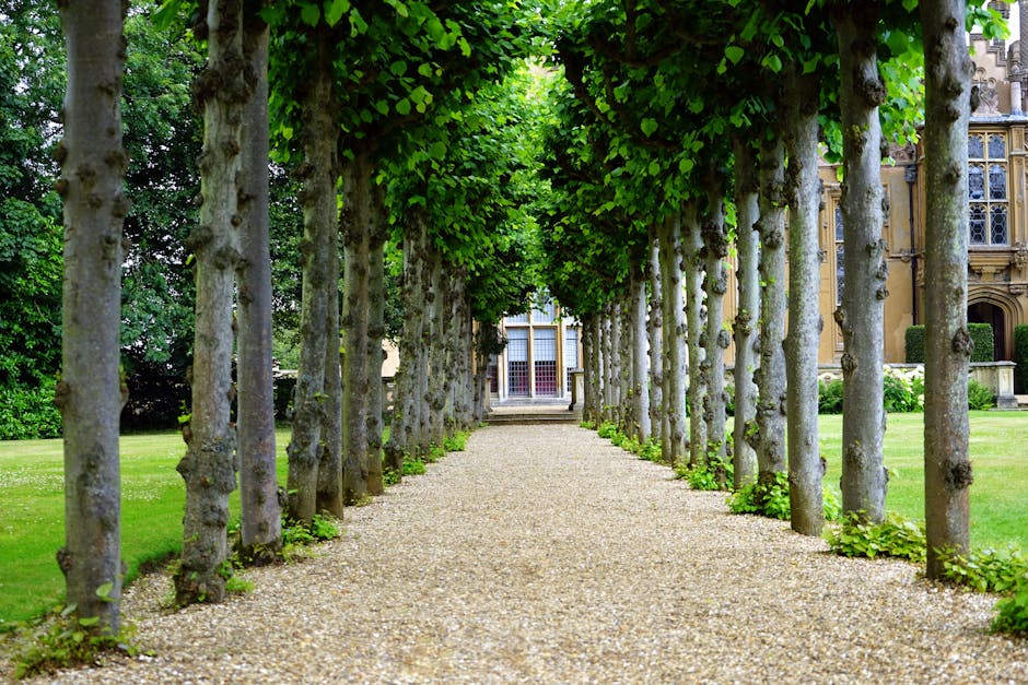 A gravel pathway lined with evenly spaced, young trees with slender trunks and lush green leaves forming a canopy overhead, leading towards a historic building with ornate architectural details and la